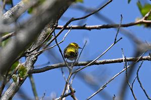 017 Warbler, Cape May, 2023-05191748 Parker River NWR, MA